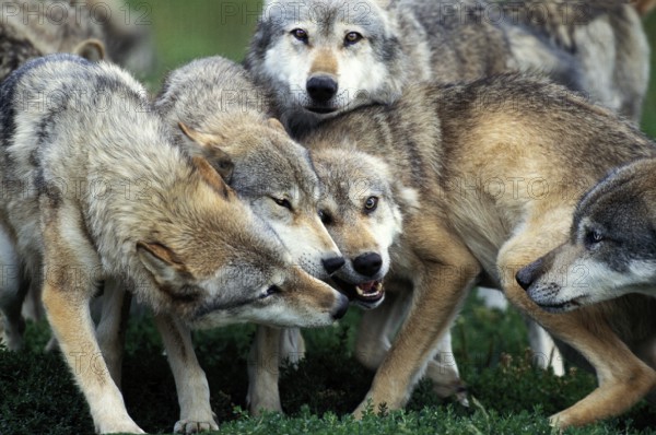 European Wolf (canis lupus), Pack of Adults