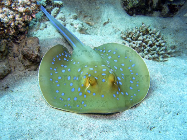 Ray fish in the coral reef