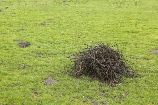 Small pile of cut branches on a green meadow