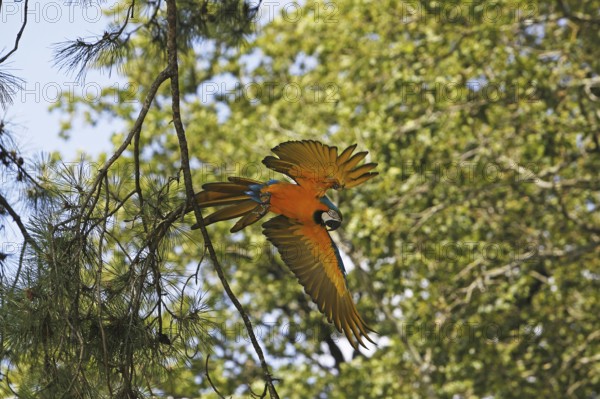 Blue and Yellow Macaw (ara ararauna), Adult in Flight