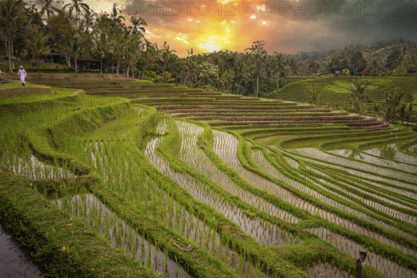 View of the rice terrace in Blimbing and Pupuan. Beautiful hilly fields in the tropical forest of