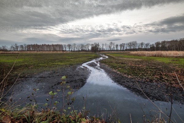 Evening atmosphere in the Upper Lusatian Heath and Pond Landscape Biosphere Reserve