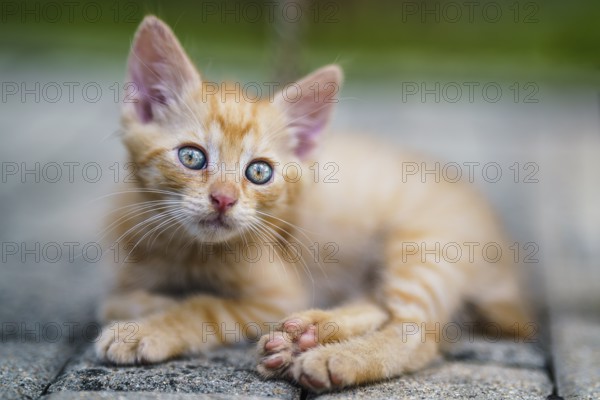 Portrait of a red kitten in the garden. Tabby funny red kitten with green eyes and with big ears.