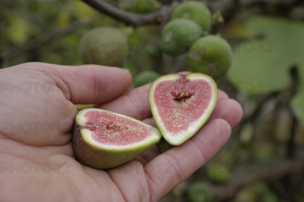 Sliced fruit of the Common fig (Ficus carica), fruit, Kocher valley, Kocher, Schwäbisch Hall,