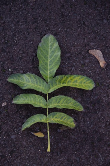Green leaf on brown soil, walnut leaf, Magdeburg, Saxony-Anhalt, Germany, Europe