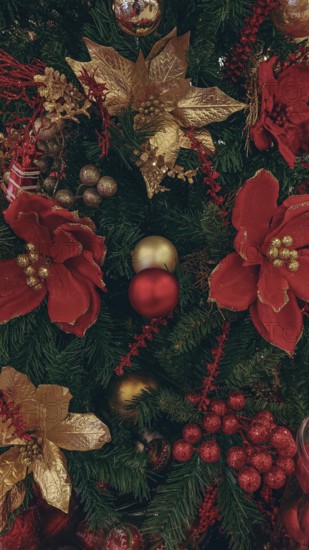 Beautiful poinsettia flowers and lavish golden bauble decorating a Christmas tree