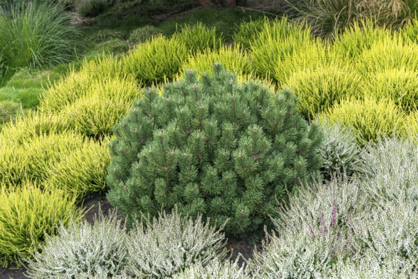 Crooked pine (Pinus mugo 'Humpy'), common heather (Calluna vulgaris)