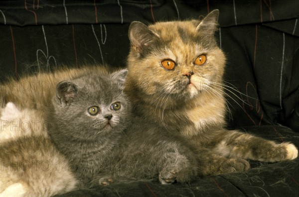 Exotic shorthair domestic cat, mother and kitten