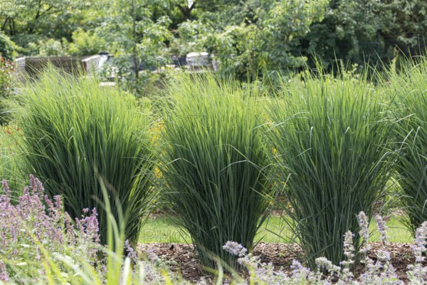 Switchgrass (Panicum virgatum 'Cloud Nine'), (Panicum virgatum 'Northwind')