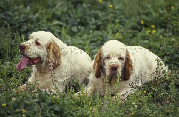 Clumber Spaniel lying on grass