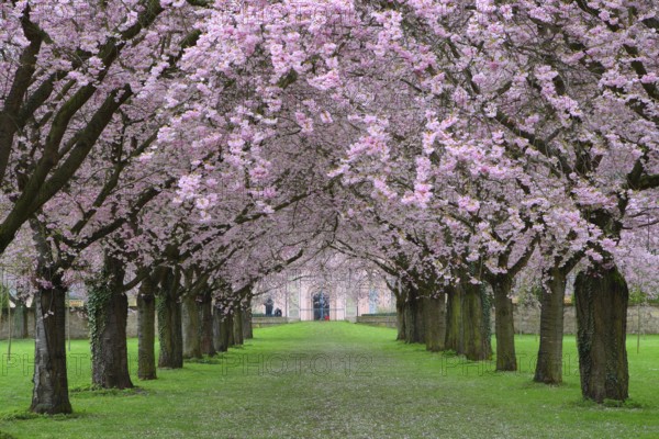 Ornamental cherries All in the Schwetzingen Palace Garden