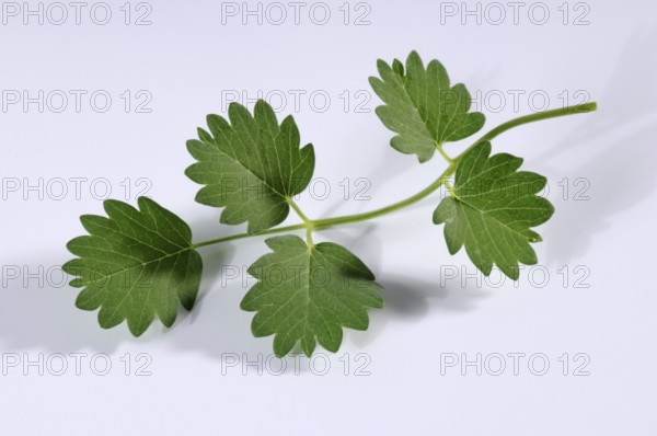 Salad burnet (Sanguisorba minor), Pimpernell