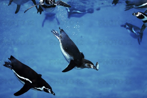 Humboldt penguin (spheniscus humboldti), adult catches fish, underwater view