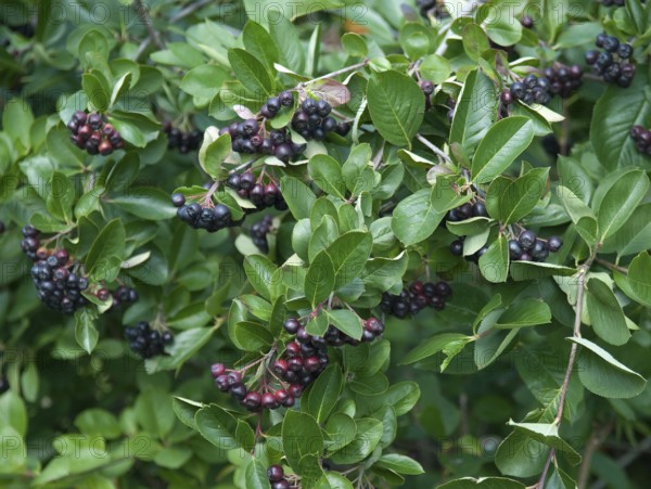 Chokeberry (Aronia melanocarpa 'Viking'), Marquardt, 81