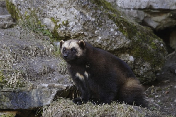 Wolverine, Gulo gulo, wolverine