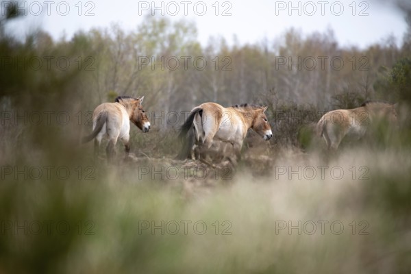 Przewalski's horse (Equus przewalskii), herd in a clearing in the forest, Döberitzer Heide,