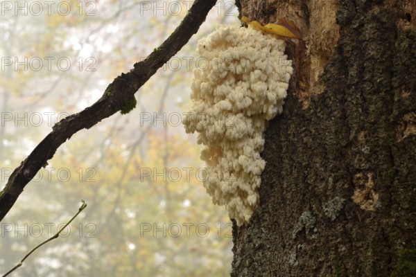 The very rare mushroom hedgehog spiny beard (Hericium erinaceus) growing on the trunk of an old