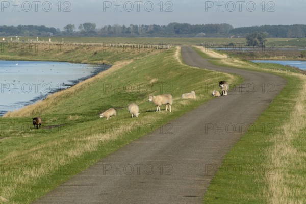 Road with sheep on the dike