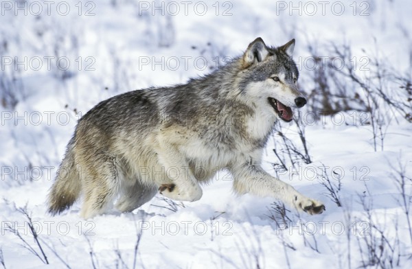 Mackenzie tundra wolf, Mackenzie tundra wolves, Mackenzie wolf, Mackenzie wolves (Canis lupus