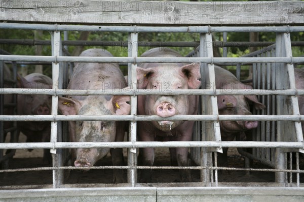 Domestic pigs in the quarantine barn