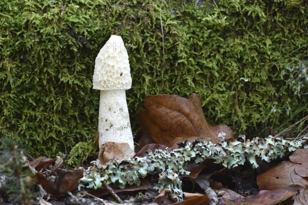 A common stinkhorn (Phallus impudicus) in a mature state without gleba in autumn forest of the