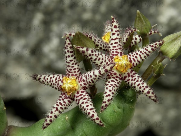 Piaranthus comptus