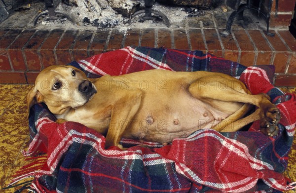 Pregnant bitch in the basket near the fireplace