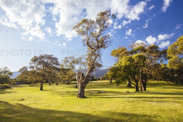 Lake Crackenback disc golf course in late afternoon light in Kosciuszko National Park in New South