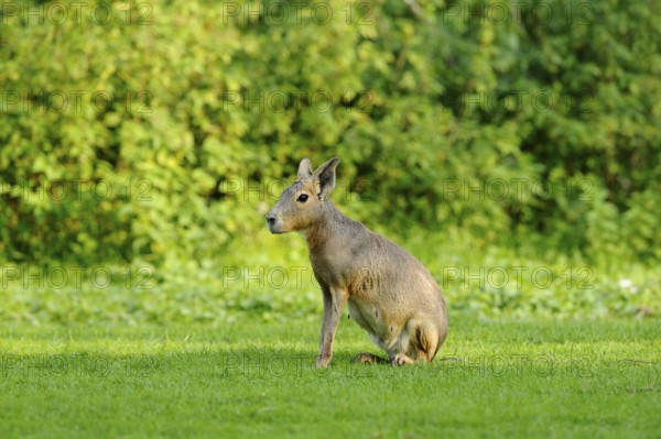 A mara sits on a green meadow in a natural environment, Patagonian Mara (Dolichotis patagonum),