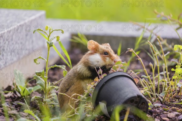 A European hamster (Cricetus cricetus), Eurasian hamster, black-bellied hamster or common hamster,