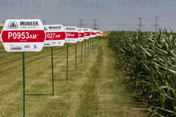 Eureka, Illinois - Varieties of corn growing from seeds produced by Pioneer, a DuPont company.