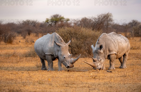 Southern white rhinoceros (Ceratotherium simum simum), two rhinos in the evening light, Khama Rhino