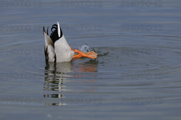 A drake diving headfirst into the water of a lake, Mallard (Anas platyrhynchos), Franconia