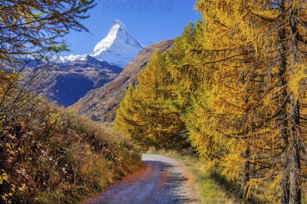 Hiking trail with golden larches and Matterhorn 4478m in autumn, Zermatt, Mattertal, Valais,