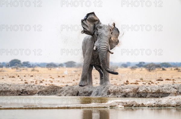 African elephant (Loxodonta africana), adult male, shaking with flapping ears, at the waterhole,