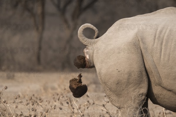Southern white rhinoceros (Ceratotherium simum simum), cackling rhino, animal droppings, funny,