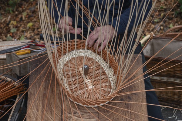 Basket is woven from willow rods (Salix viminalis), Franconia, Bavaria, Germany, Europe