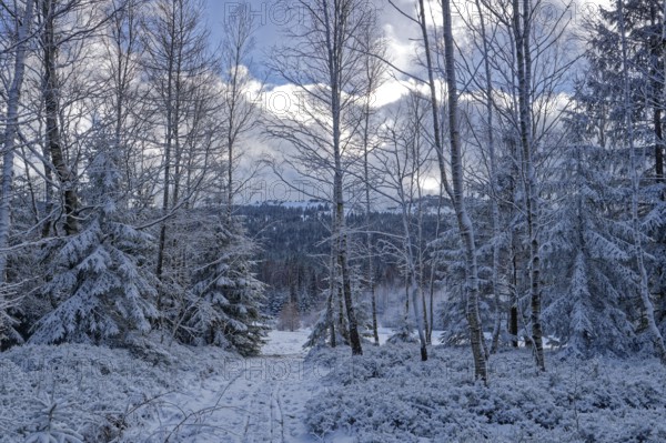 Snow covers trees and the forest floor in the winter landscape near Szklarska Poreba, Mirsk