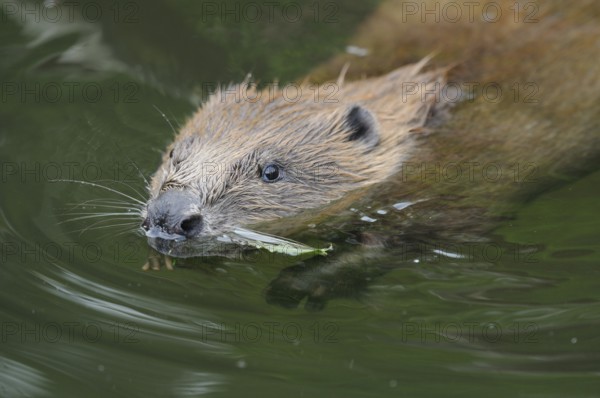 Beaver with plant in mouth, swimming in still water environment, European beaver (Castor fibre),