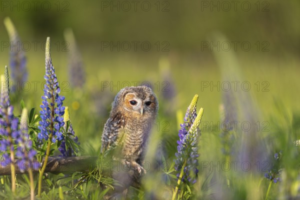 One young Ural owl (Strix uralensis) sitting on a branch lying in a field of flowering lupines in