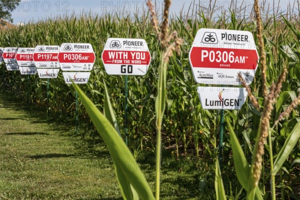 Galien, Michigan - Varieties of corn growing from seeds produced by Pioneer, a DuPont company.