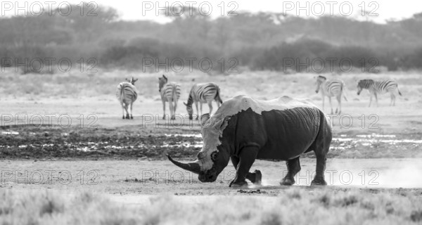 Southern white rhinoceros (Ceratotherium simum simum), rhino coming out of mud bath, stirring up