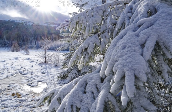 Snow covers trees and the forest floor in the winter landscape near Szklarska Poreba, Mirsk