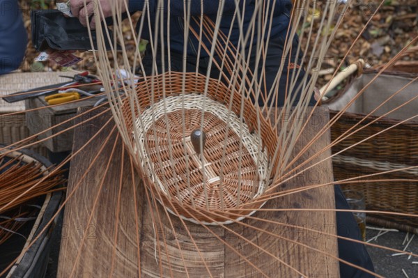 Basket is woven from willow rods (Salix viminalis), Franconia, Bavaria, Germany, Europe