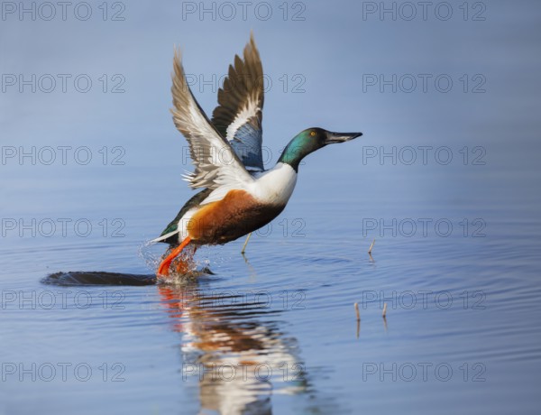 Northern Shoveler (Anas clypeata), male duck taking off in flight from lake, in display flight,
