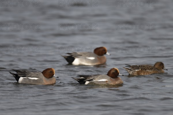 Bean goose, Bean goose (Anser fabalis), Texel, Netherlands
