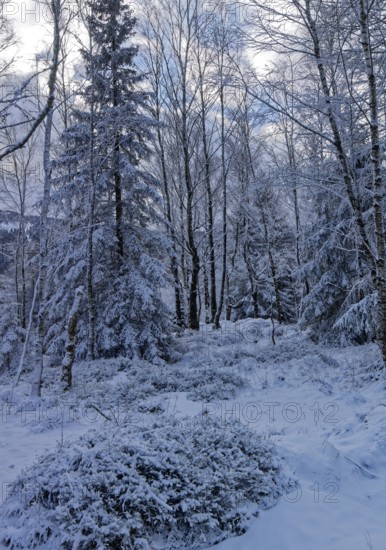 Snow covers trees and the forest floor in the winter landscape near Szklarska Poreba, Mirsk