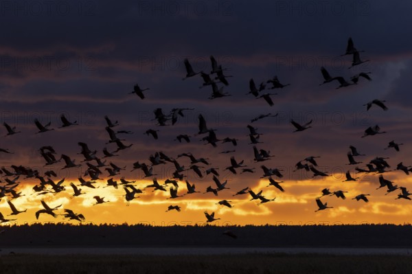 Birds flying in large numbers against a bright sunset sky, Crane (Grus grus) wildlife, Western