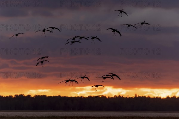 A flock of birds in flight in front of a cloudy sunset, Crane (Grus grus) wildlife, Western