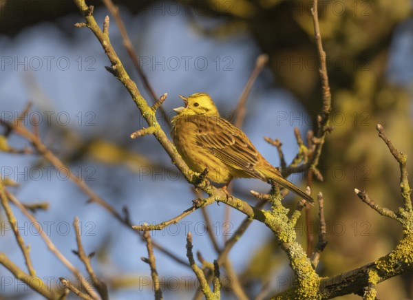 Yellowhammer, (Emberiza citrinella), male adult bird perched on a branch and singing, Hessen,